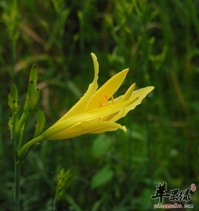 一朵黄花菜