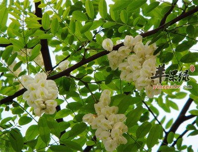 黄色的槐花.jpg