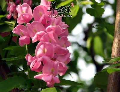 红色的槐花.jpg