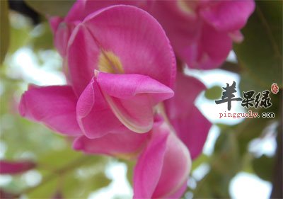 槐花开得灿烂.jpg