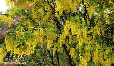槐花挂满枝头.jpg