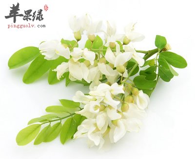 两串槐花.jpg