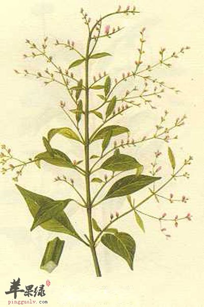 植物穿心莲