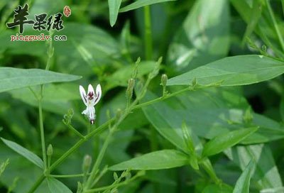 穿心莲种植地