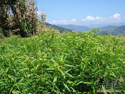 一片穿心莲