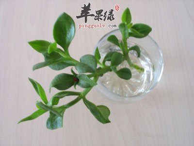 水杯中的穿心莲