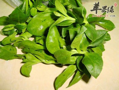 一堆穿心莲