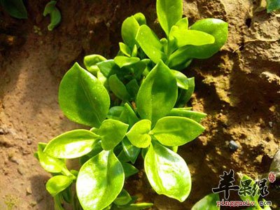种植食用穿心莲