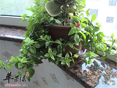 穿心莲盆景