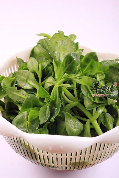 穿心莲洗净
