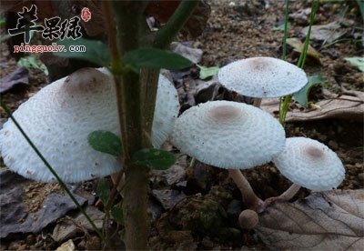 雨后生长的蘑菇.jpg