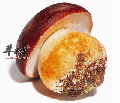 草菇.jpg