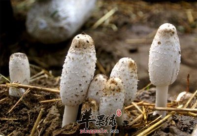 鸡腿菇.jpg