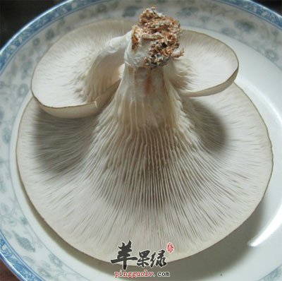 一朵平菇