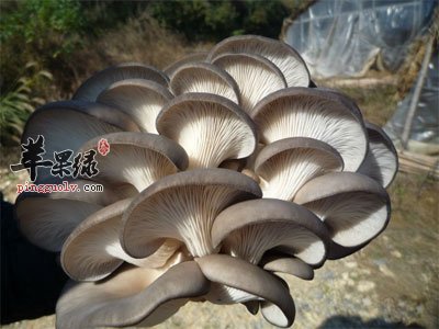 漂亮的平菇