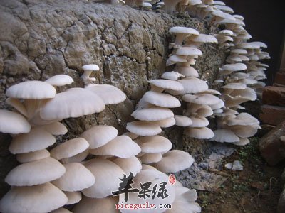 长的平菇