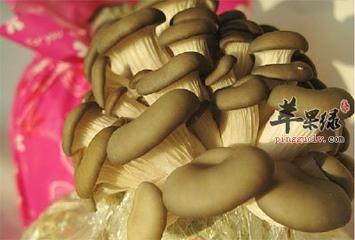 一簇平菇