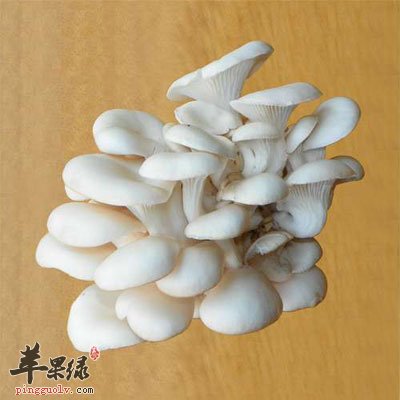 老虎机奖池 ptw8品牌:平菇的营养价值