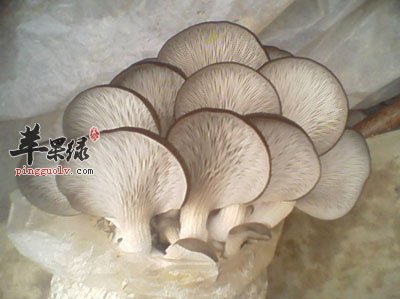 平菇反面