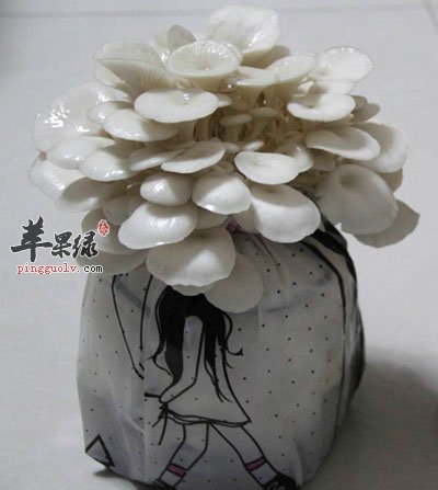 平菇盆栽