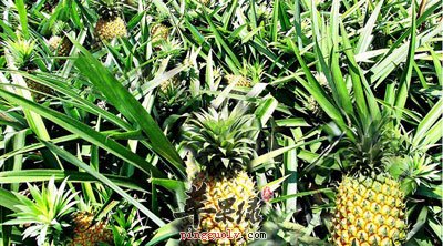菠萝种植