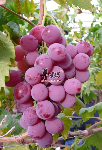 白绿色葡萄也称为无色葡萄,未熟透时偏青绿,成熟后颜色发白.