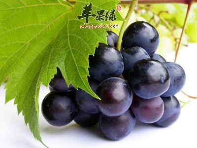 紫葡萄近照
