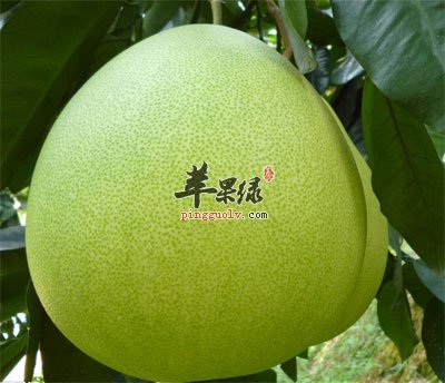长树上的柚子.jpg
