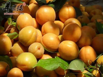 一堆杏子