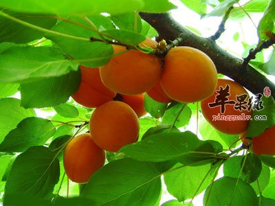 树上的黄杏