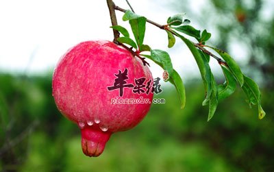 树上的粉石榴