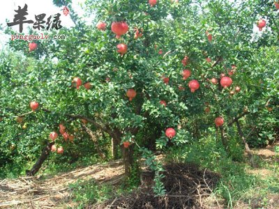 石榴树