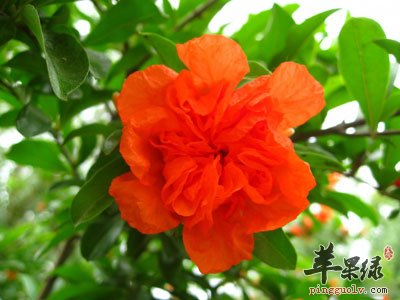 石榴花