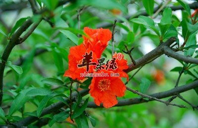 石榴花朵