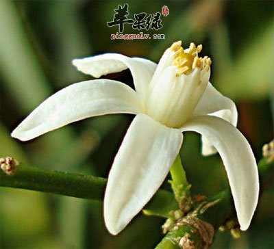 金桔花