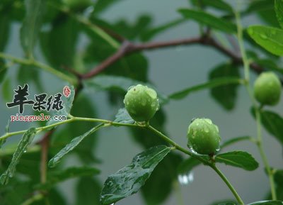 树上的酸枣