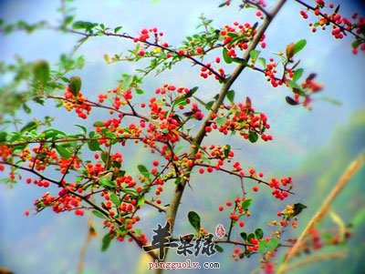 酸枣和花