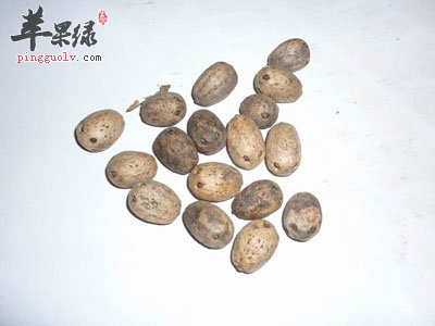 酸枣核