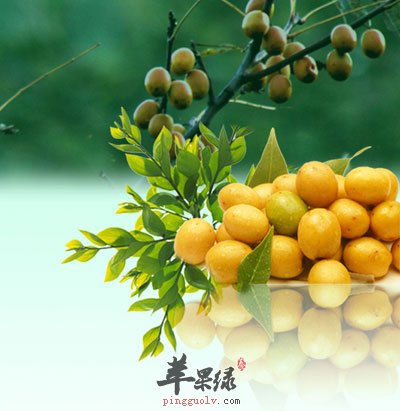 野生酸枣