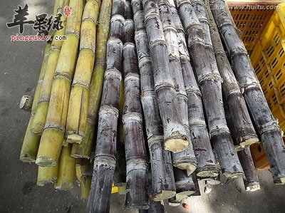 两种甘蔗