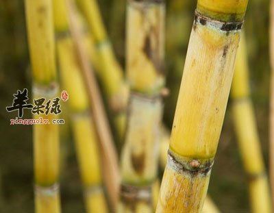 绿色的甘蔗
