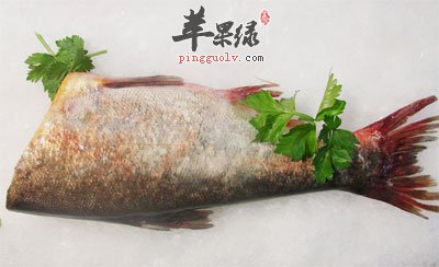 鲢鱼尾巴.jpg