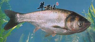 白鲢.jpg