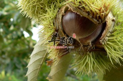 树上的栗子