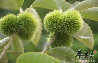 栗子树