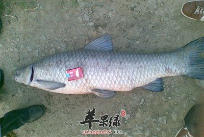巨大的青鱼.jpg