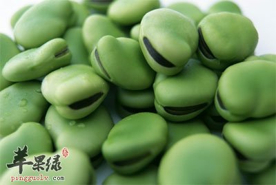 蚕豆.jpg