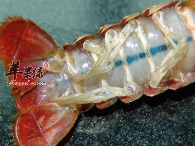 小龙虾的腺