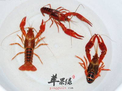清洗小龙虾
