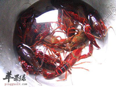 小龙虾清洗
